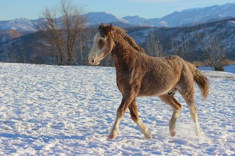 Baškirski kovrdžavi konj