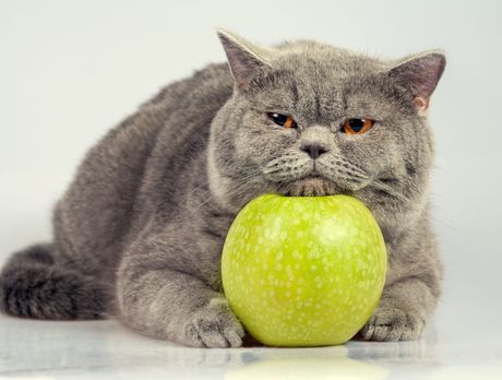 Mačka i jabuke
