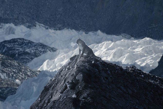 Neverovatne slike retkog snežnog leoparda na Mount Everestu