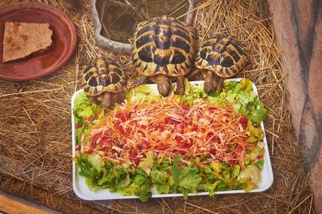 Ishrana kućne kornjače: Dozvoljene i zabranjene namirnice