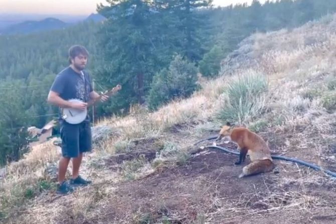 Lisica Floksi uživa u muzici sa bendža Endija Torna