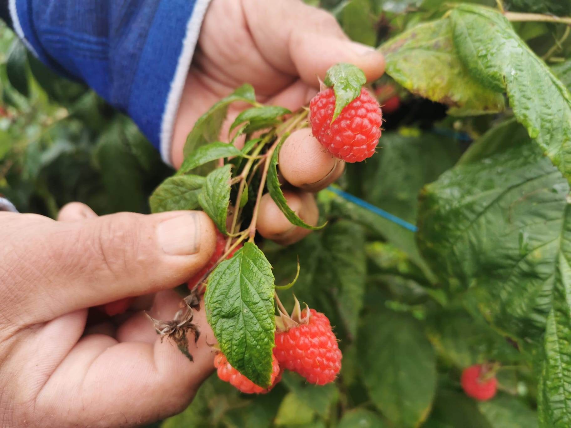 "Crveno zlato" iz Karoševine: Radivoje ne staje od posla, sezonski radovi u malinjaku u punom jeku