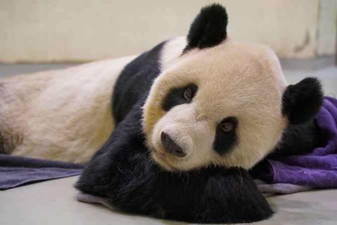 Džinovska panda, Taipei, Tajvan