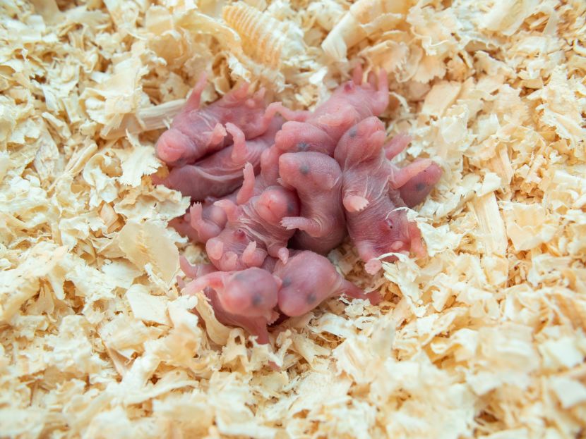 Zašto neke životinje jedu svoje mladunce