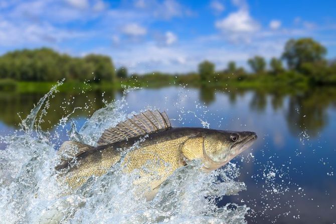 Smuđ, jedna od vrsta riba koja živi u vodama Tise