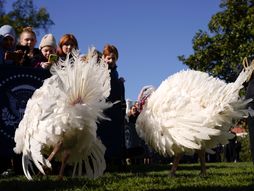 Bajden pomilovao ćurke za Dan zahvalnosti