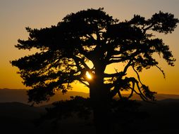 Sveti bor, Kamena Gora