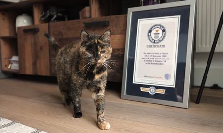 Najstarija mačka Flosi Flossie Ginisova knjiga rekorda