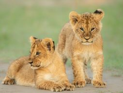 Lavovi lavice mladunci mladunče lava