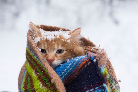 Mačka i niske spoljašnje temperature