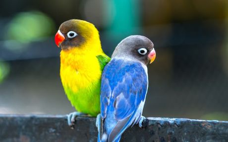 Kućne ptice i problematično ponašanje