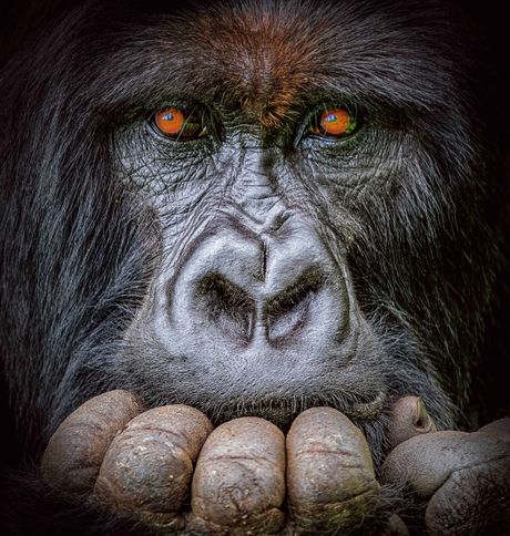 Afrika divlje životinje konkurs za najbolju fotografiju iz Afrike, najbolje fotografije afričke divljine, African Wildlife Photography Awards gorila majmun Afrika divlje životinje konkurs za najbolju fotografiju iz Afrike, najbolje fotografije afričke divljine, African Wildlife Photography Awards gorila majmun