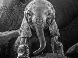 Afrika divlje životinje konkurs za najbolju fotografiju iz Afrike, najbolje fotografije afričke divljine,  African Wildlife Photography Awards slon mladunče slonče