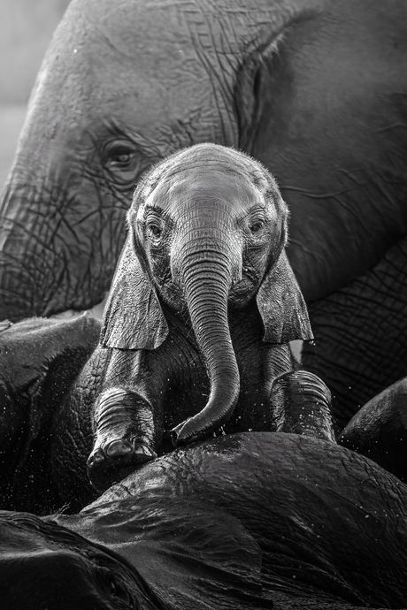 Afrika divlje životinje konkurs za najbolju fotografiju iz Afrike, najbolje fotografije afričke divljine,  African Wildlife Photography Awards slon mladunče slonče