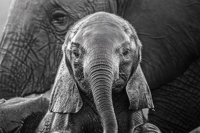 Afrika divlje životinje konkurs za najbolju fotografiju iz Afrike, najbolje fotografije afričke divljine,  African Wildlife Photography Awards slon mladunče slonče Afrika divlje životinje konkurs za najbolju fotografiju iz Afrike, najbolje fotografije afričke divljine,  African Wildlife Photography Awards slon mladunče slonče