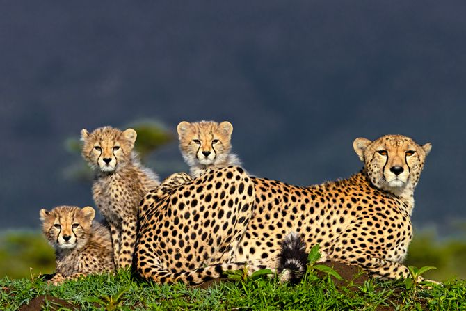 Afrika divlje životinje konkurs za najbolju fotografiju iz Afrike, najbolje fotografije afričke divljine,  African Wildlife Photography Awards gepard gepardi mladunci