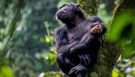 Prvi dokaz menopauze kod divljih šimpanzi