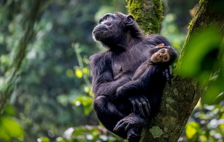 Afrika divlje životinje konkurs za najbolju fotografiju iz Afrike, najbolje fotografije afričke divljine,  African Wildlife Photography Awards šimpanza i mladunče