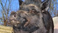 Varšava pod opsadom divljih svinja: Vlast apeluje na građane da prestanu da ih hrane