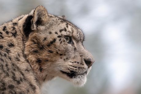Snežni leopard Indiver
