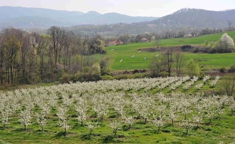 Šljivovica, UNESCO