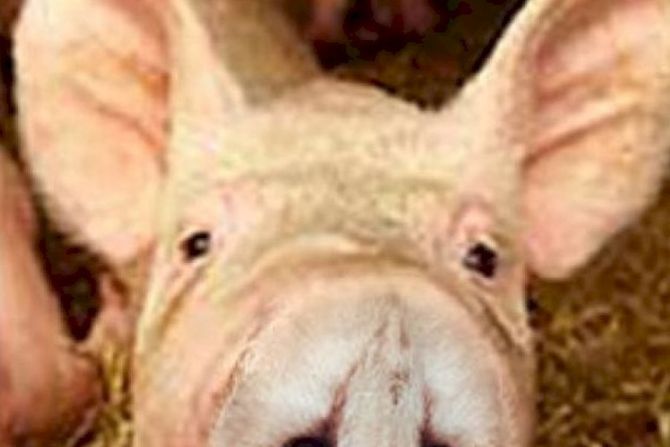 Skrivalica prase sova Skrivalica prase sova