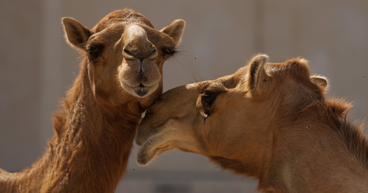 Haos u Australiji: Kamile potpuno van kontrole, gradom juri 1.000 pomahnitalih životinja, oglasio se ministar