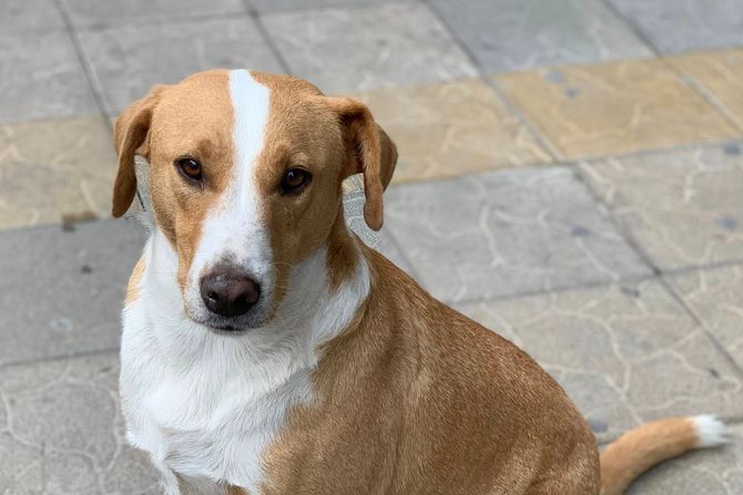 pas Laki, Inđija pas Laki, Inđija