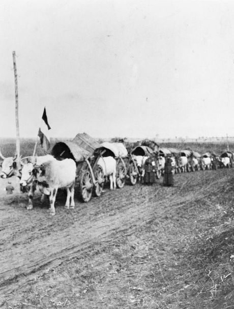 Mejbel Stobart, Ženski konvojski korpus za bolesne i ranjene Mejbel Stobart, Ženski konvojski korpus za bolesne i ranjene