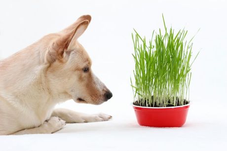 Zašto pas jede travu