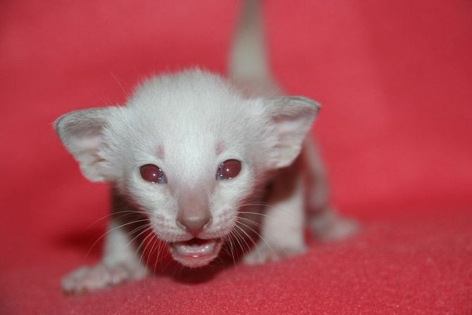 Albino orijentalno mače