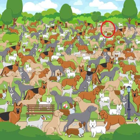 Skrivalica, pronađi štene, kuče