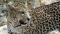 Devojčicu napao leopard u zoo vrtu u Bugarskoj: Nagnula se ka kavezu, htela da se slika kako mazi životinju