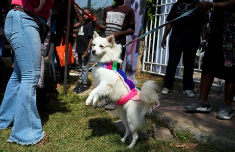 Nigerija Lagos festival karneval pasa izložba