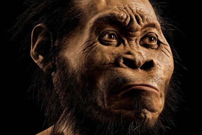 Homo naledi