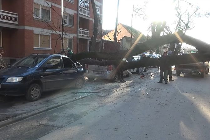 Kikinda, palo drvo