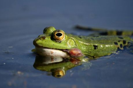 Žaba ljubimac i izrasline na koži