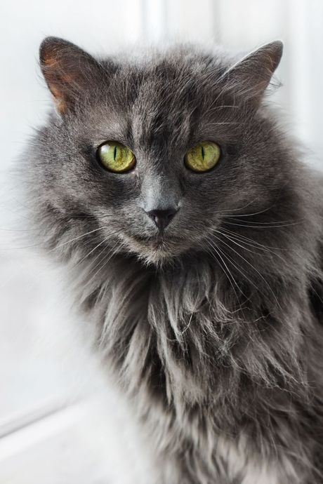 Nebelung mačka Nebelung mačka