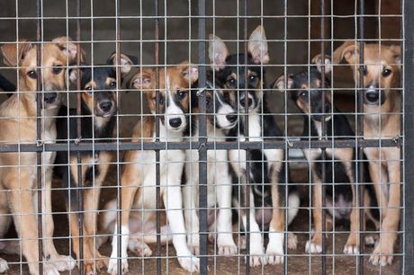 Psi u skloništu za životinje