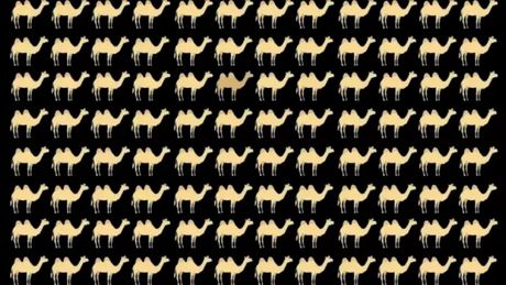 Optička iluzija kamila kamile