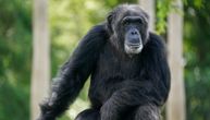 Emotivna reakcija šimpanze koja prvi put vidi nebo: Život provela u kavezu, konačno izašla na slobodu
