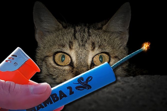 Mačka petarda Mačka petarda