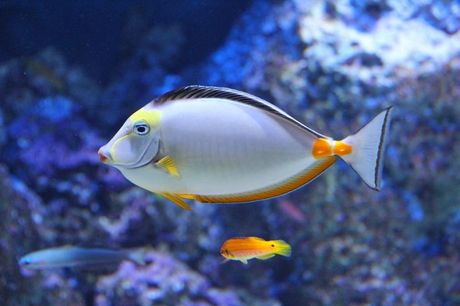 Akvarijumske ribice idealni kućni ljubimci Akvarijumske ribice idealni kućni ljubimci