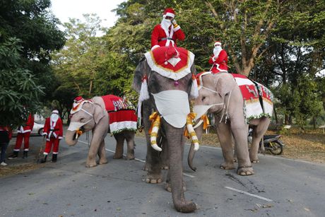 slonovi Tajland