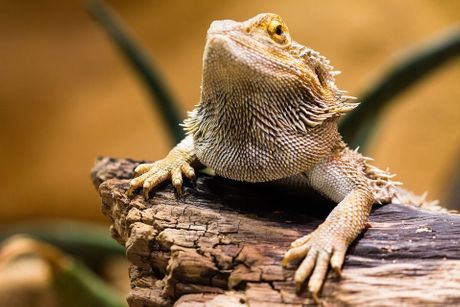 Bradata agama jelovnik Bradata agama jelovnik