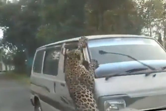 Leopard napada auto