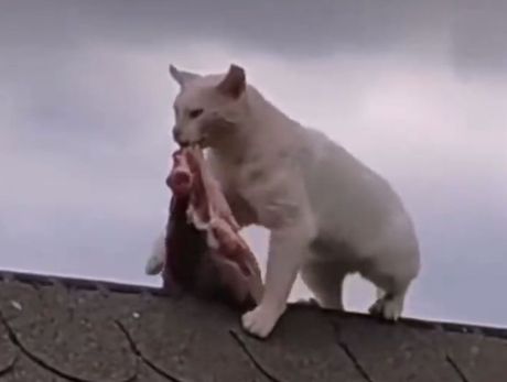 Mačka ulovila meso