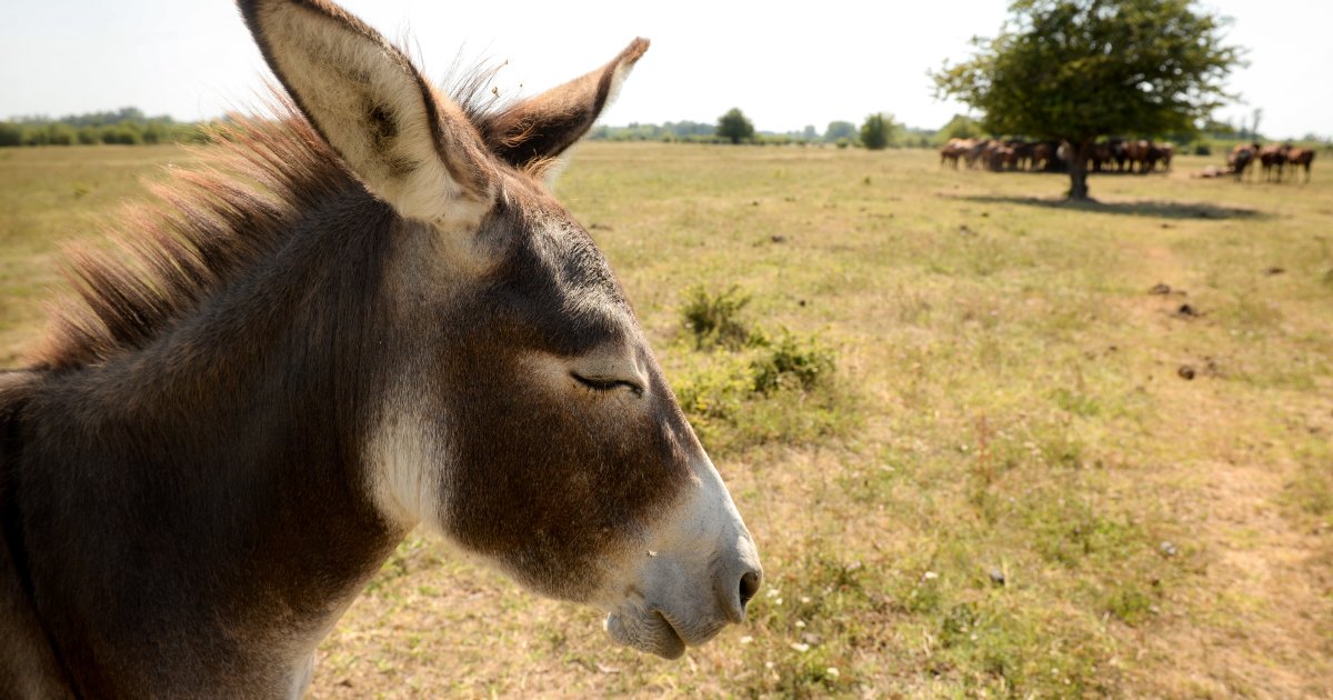 Nisu flamingosi, ali su im izuzetno slični: Ove ptice su prvi put viđene u Srbiji i to baš na ovom mestu