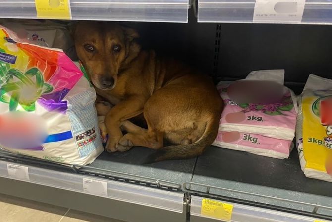 pas, petarde, supermarket pas, petarde, supermarket