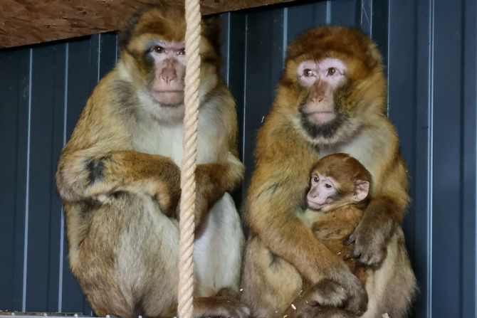 Majmuni Ranč Aris Majmuni Ranč Aris